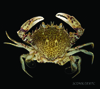 Ovalipes ocellatus - ocellated lady crab, SEAMAP collections